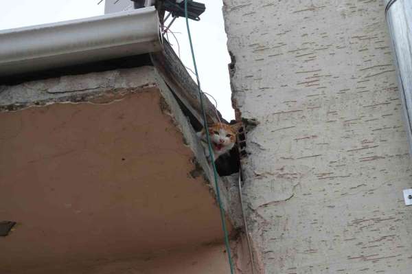 Çatıda mahsur kalan 'Arsız' kedi 5 gün sonra kurtarıldı