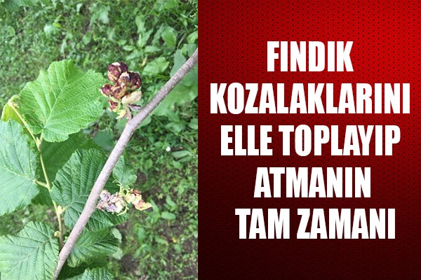 Fındık kozalaklarını elle toplayıp atmanın tam zamanı