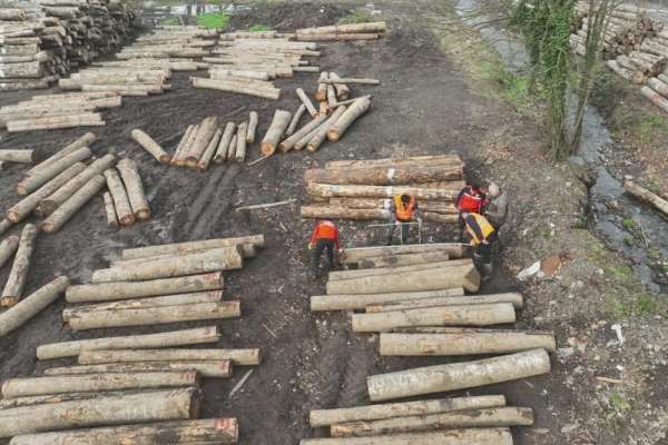 Düzce'den bin 909 ton orman ürünü ihraç edildi