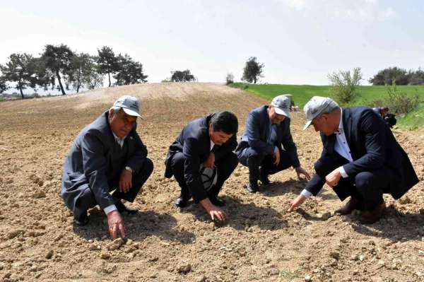 Tarsus'ta yerli ve milli yağlık ayçiçek tohumu ekildi - Mersin haber