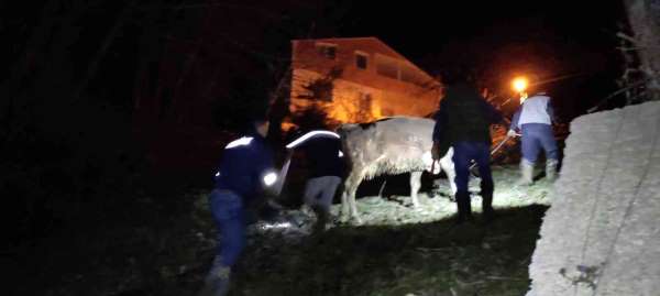 Türkeli'de dereye düşen büyükbaş hayvan kurtarıldı - Sinop haber