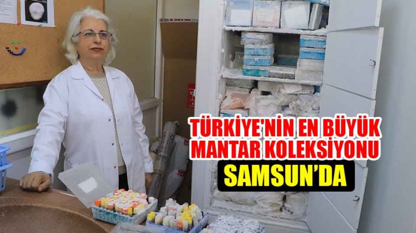 Türkiye'nin en büyük mantar koleksiyonu Samsun'da 
