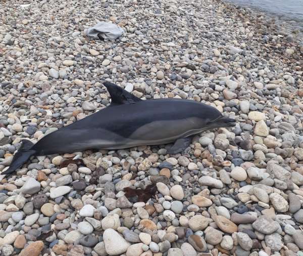 Ordu'da ölü yunus balığı sahile vurdu