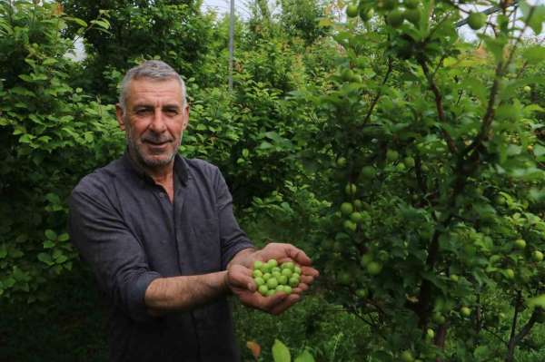 4 bin metrekare serasında turfanda can eriği üreten çiftçi: 'Ben isterdim ki köyümde 50 tane daha böyle sera o