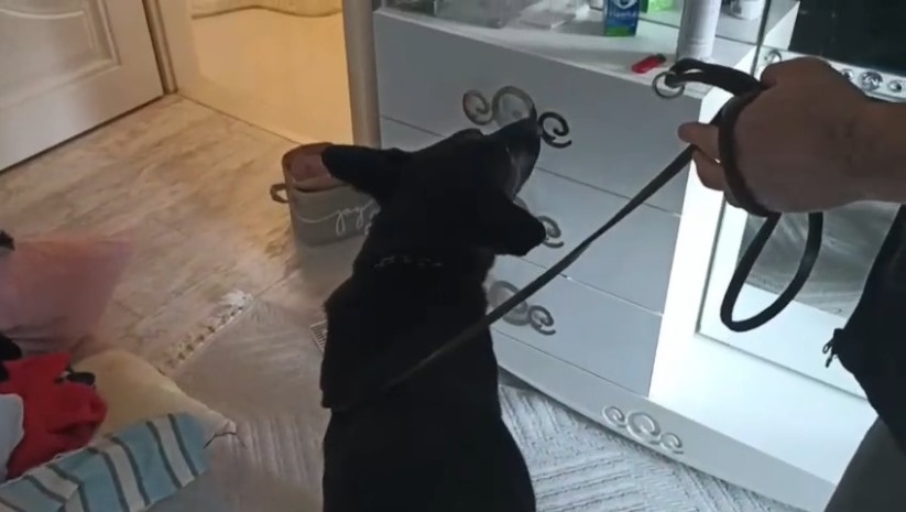 Samsun'da narkotik dedektör köpeği Tony, 1 kilo 715 gram metamfetamin buldu