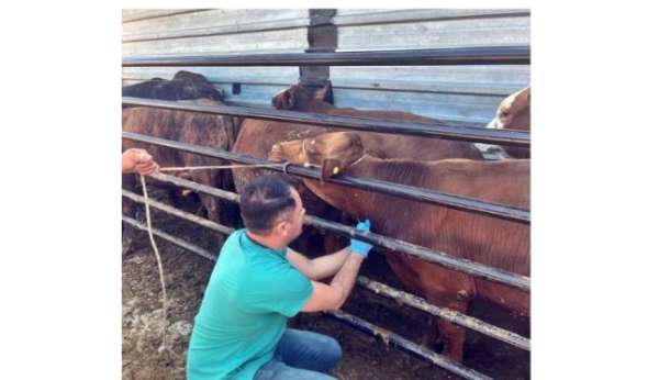 Pazarlar'da ithal edilen besi hayvanlarının kontrolleri yapıldı