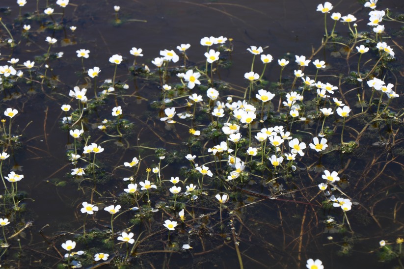 Kuş Cenneti beyaz gelinliğini giydi