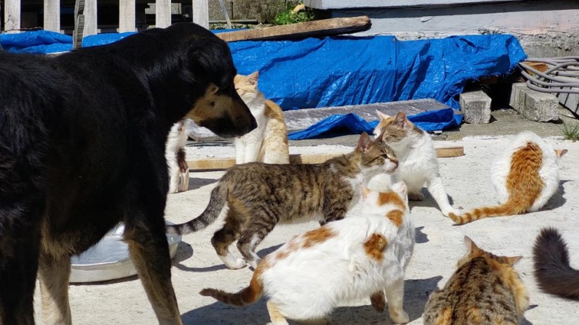 Samsun'da sahiplendikleri 40 kedi ve 8 köpeğe el işi yaparak bakıyorlar