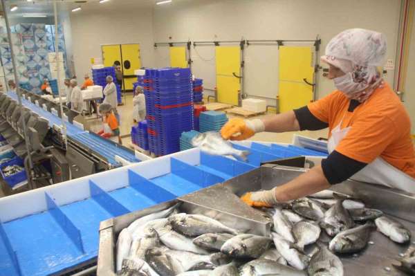 Muğla'dan yapılan her 100 dolarlık ihracatın 72 doları su ürünlerinden