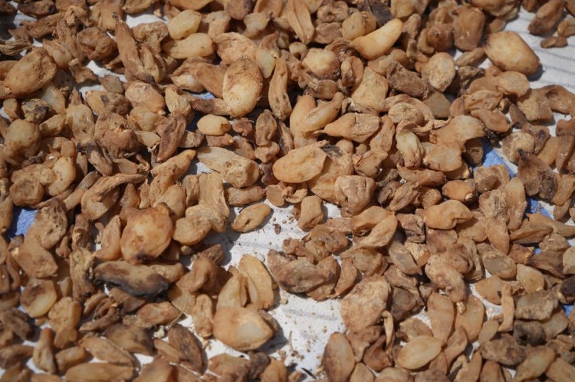 'Topraktaki altın' salep: Kilosu 3 bin TL, 1 dönümden 2,5 milyon TL gelir