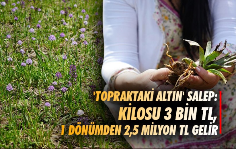 'Topraktaki altın' salep: Kilosu 3 bin TL, 1 dönümden 2,5 milyon TL gelir