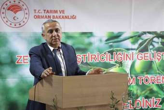 Samsun'da zeytin yetiştiriciliği yeniden canlanıyor