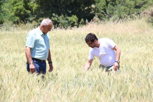 İbradı'da dağıtılan ata tohumları hasada hazır - Antalya haber