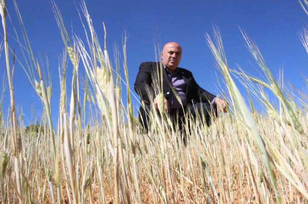 İlkbahar yağışlarının azlığı kıraç arazilerdeki buğday ve arpayı kuruttu - Karaman haber