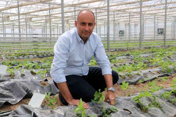 Yetişmez denen Sivas'ta 4 mevsim çilek yetiştirmeyi başardılar - Sivas haber
