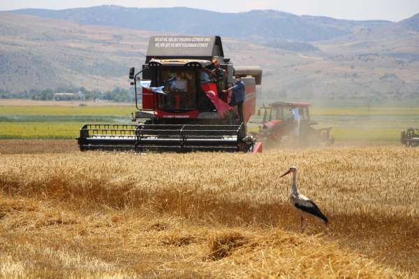 Amasya'da bereketli hasat: Leylekler buğday avında