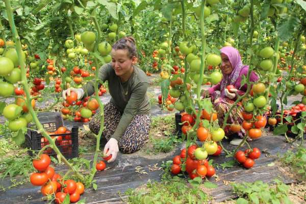 Amasya'da domates hasadı başladı: 'Domates bizim işimiz'