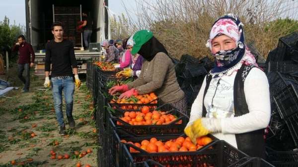 Narenciye işçi fiyatları 447 TL olarak belirlendi