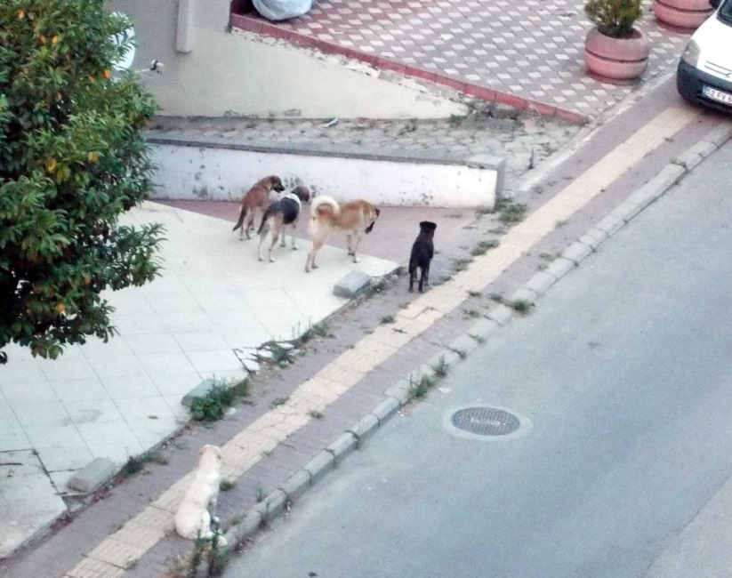 Samsun'da sokak köpeği çetesi