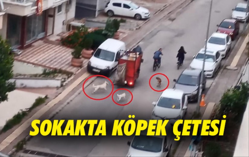 Samsun'da sokak köpeği çetesi