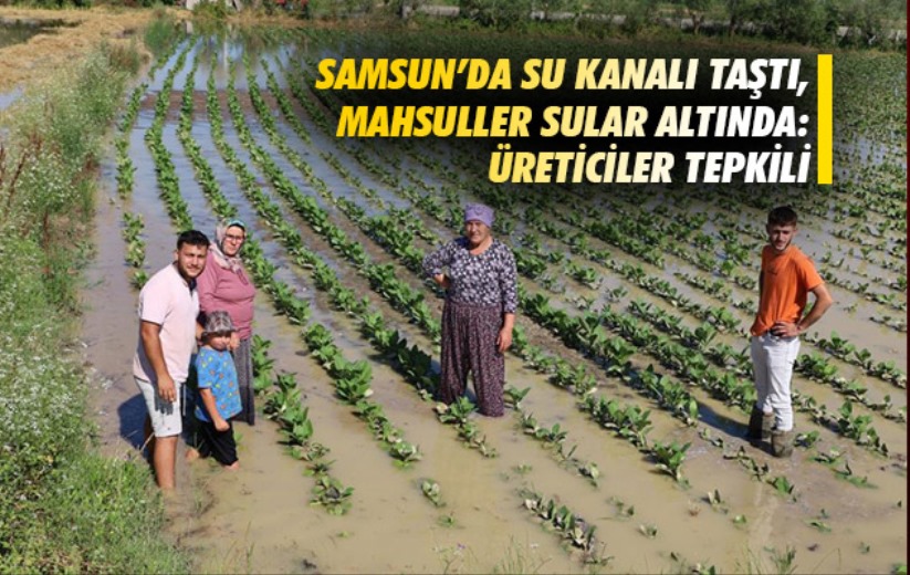 Samsun'da su kanalı taştı, mahsuller sular altında: Üreticiler tepkili