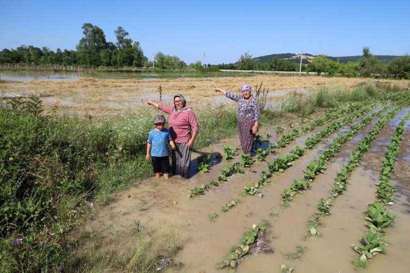 Samsun'da su kanalı taştı, mahsuller sular altında: Üreticiler tepkili