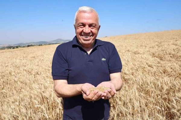 Nilüfer'de buğday hasadı başladı