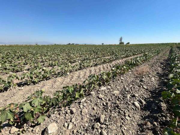 Söke Ovası'nda tarımsal sulama suyu krizi giderek büyüyor