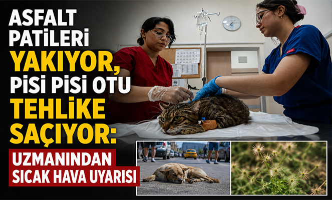 Asfalt patileri yakıyor, pisi pisi otu tehlike saçıyor: Uzmanından sıcak hava uyarısı
