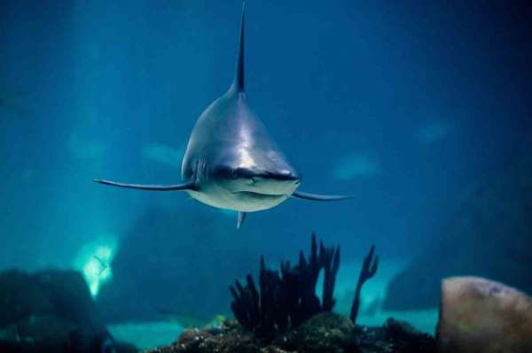 New York'ta köpekbalığı saldırısı: 1 yaralı