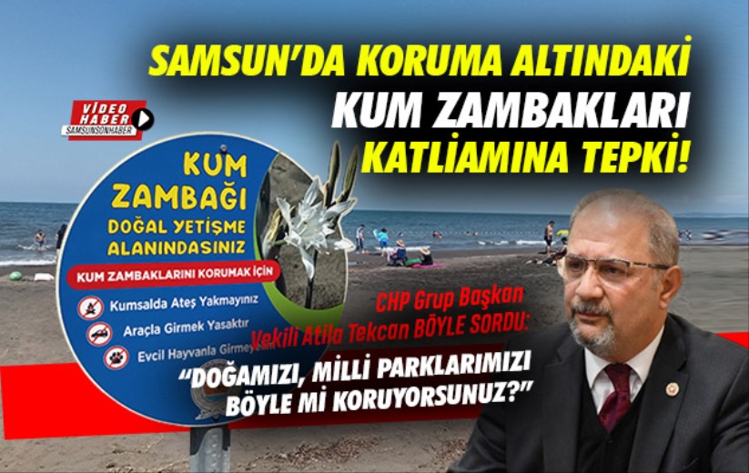 CHP'den Samsun'da koruma altındaki kum zambakları katliamına tepki!