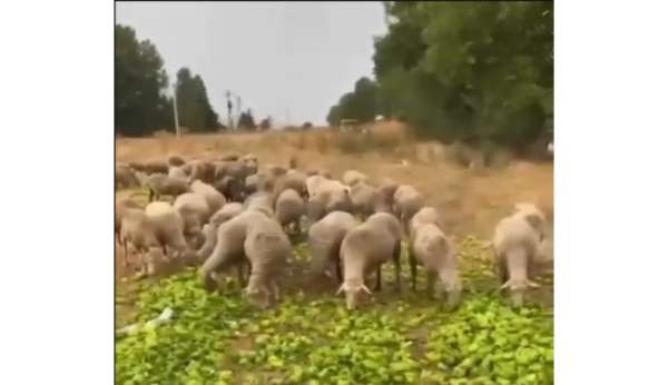 'Biberlerin para etmediği için hayvanlara yedirildiği' iddiasının gerçeği yansıtmadığı ortaya çıktı