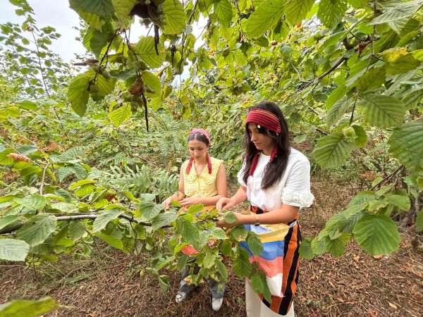 Trabzon'da coğrafi işaretli Arsin Foşa fındığının hasadı başladı