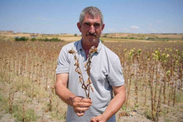 Trakya Birlik'in ayçiçeği avans fiyatına tepki: 'Çiftçi şokta'