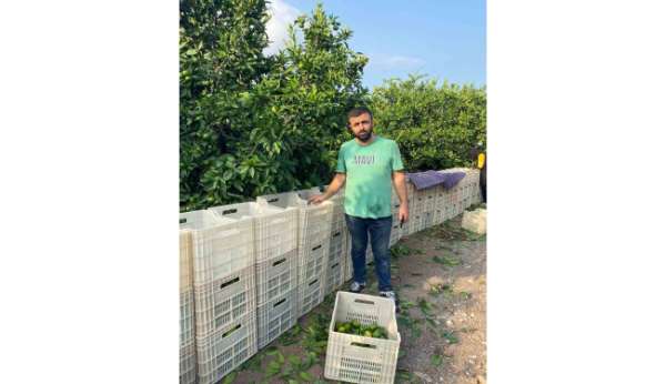 Hatay'da mandalina hasadı başladı