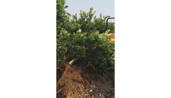 Tüccar '3 TL'den alırım' deyince tepki gösteren çiftçi, limon ağacını söktü