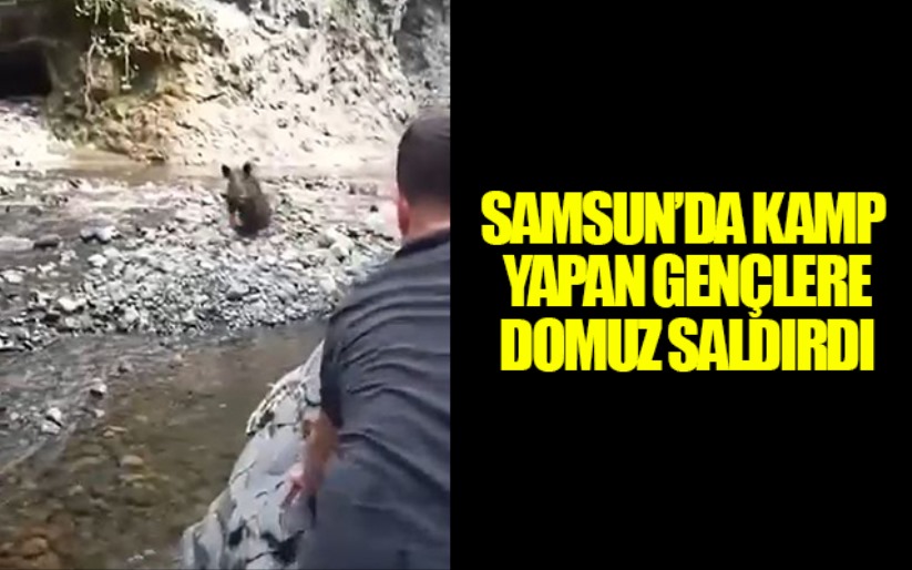 Samsun'da kamp yapan gençlere domuz saldırdı