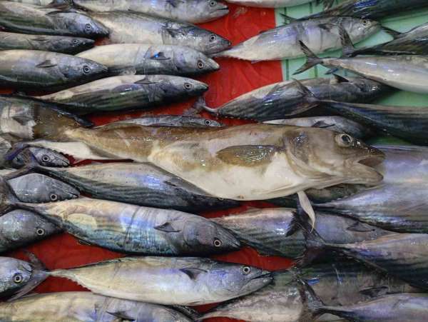 Ordu'da balıkçıların ağına 1 kilogramlık mezgit balığı takıldı