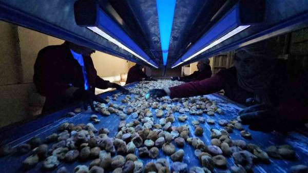 Aflatoksinli incire geçit yok