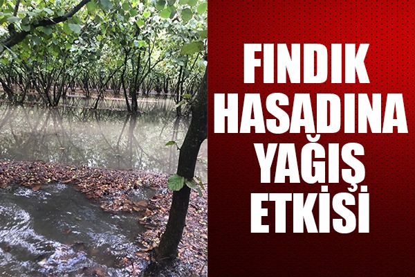 Fındık hasadına yağış etkisi
