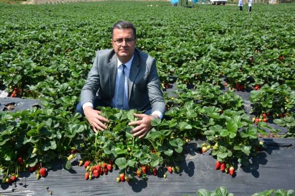 Ordu'da çilek ve ceviz üretimi artırılacak