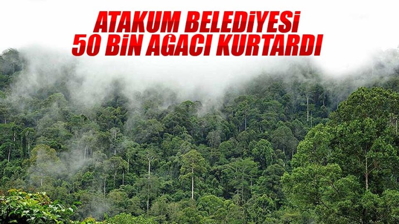 Atakum Belediyesi 50 bin ağacı kurtardı