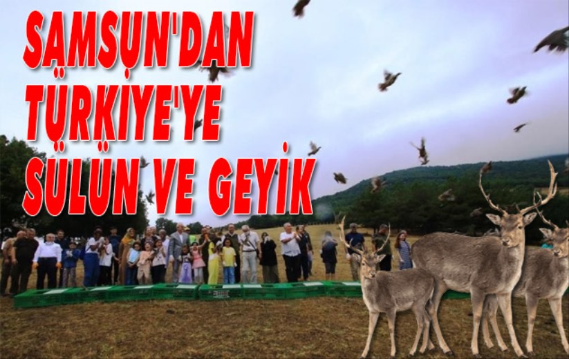 Samsun'dan Türkiye'ye sülün ve geyik