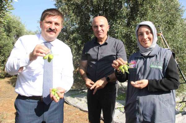 Türkiye'nin en kaliteli zeytininin üretildiği Karaman'da hasat başladı