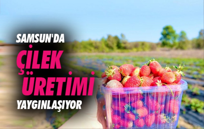 Samsun'da çilek üretimi yaygınlaşıyor