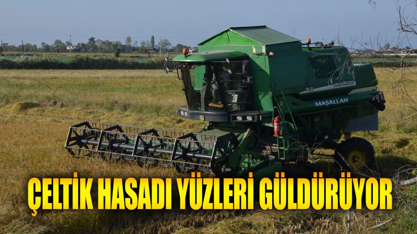 Bafra Ovası'nda çeltik hasadı yüzleri güldürüyor