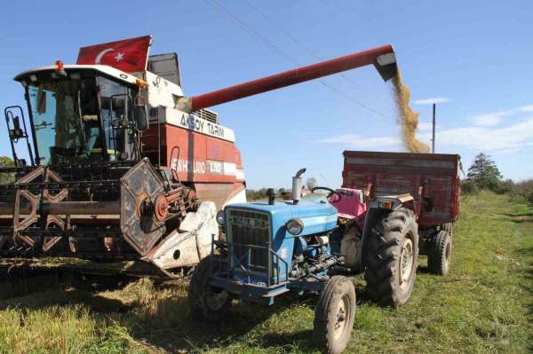 Çarşamba Ovası'nda çeltik hasadı