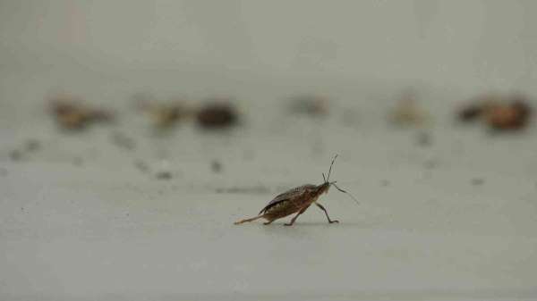 Kahverengi kokarca istilası vatandaşları tedirgin ediyor