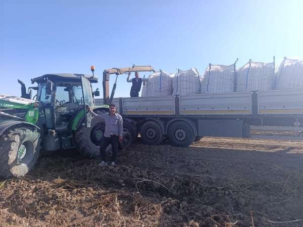 Patnos'ta patates hasadı başladı