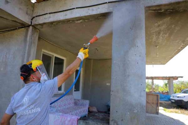 Samsun'da kahverengi kokarcaya karşı kışlak seferberliği